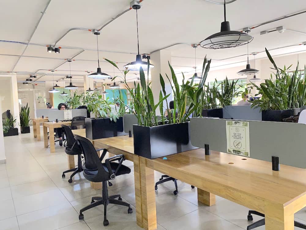 coworking cubicles surrounded by plants